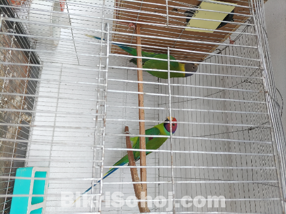 হীরা মন টিয়া পাখি